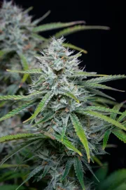 Original Auto White Widow – FastBuds – Autoflowering