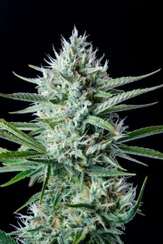 Original Auto White Widow