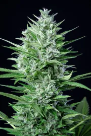 Original Auto White Widow – FastBuds – Autoflowering
