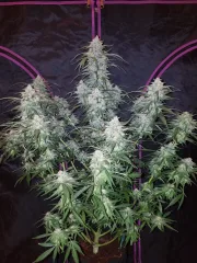 Pineapple Express Auto – FastBuds – Autoflowering