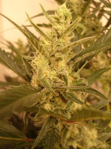 Berry Ryder – Auto Seeds – autoflowering