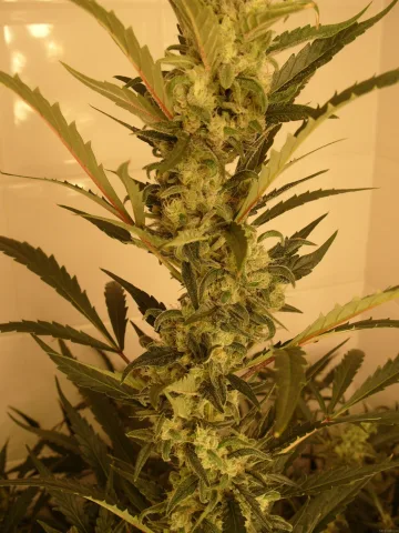 Berry Ryder – Auto Seeds – autoflowering