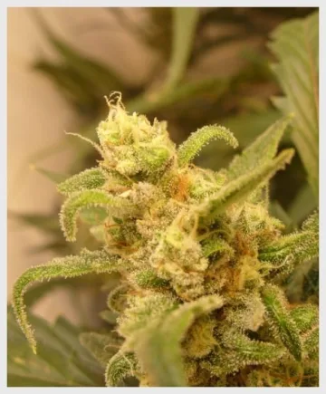 Berry Ryder – Auto Seeds – autoflowering