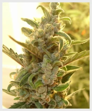 Berry Ryder – Auto Seeds – autoflowering