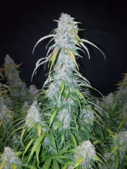 Six Shooter Auto – FastBuds – Autoflowering
