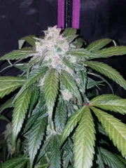 Tangie-Matic