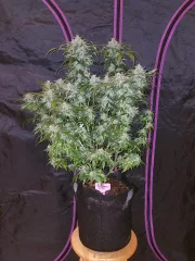Tangie-Matic