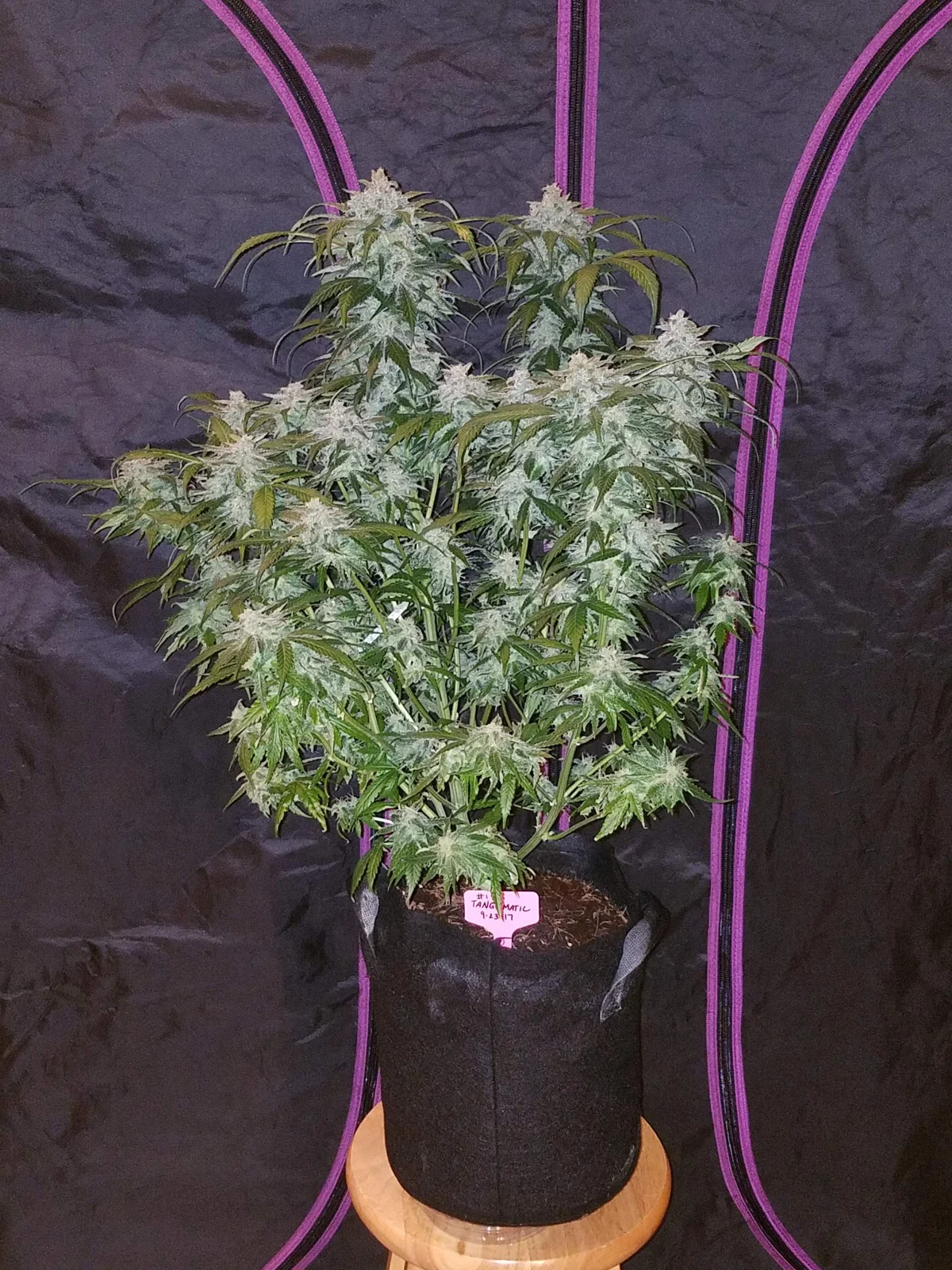 Tangie-Matic