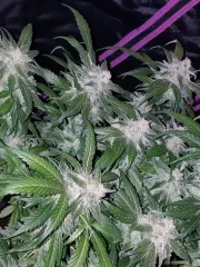 Tangie-Matic