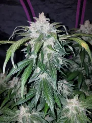 Tangie-Matic