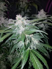 Tangie-Matic