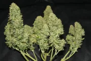 West Coast OG Auto