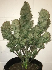 West Coast OG Auto