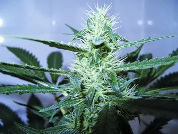 Candy Kush – Auto Seeds – autoflowering
