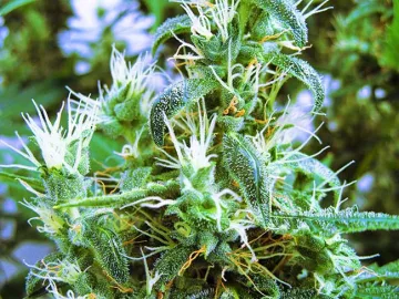 Candy Kush – Auto Seeds – autoflowering