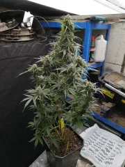 Trans Siberian – Auto Seeds – Autoflowering
