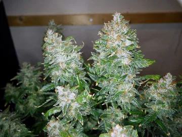 Trans Siberian – Auto Seeds – autoflowering