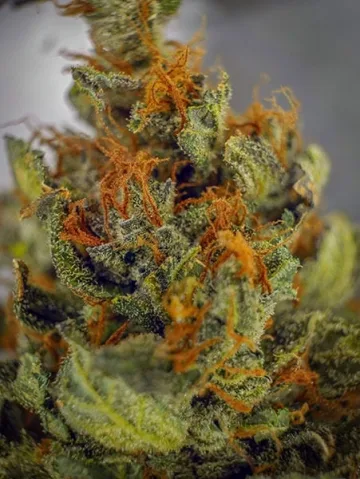 Trans Siberian – Auto Seeds – autoflowering
