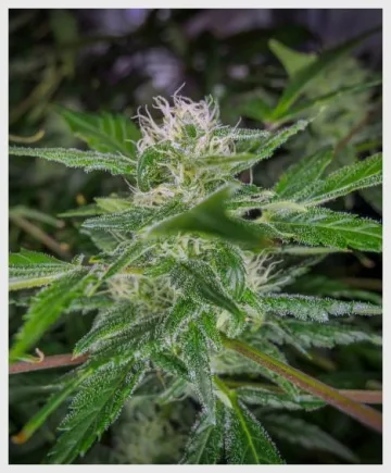Trans Siberian – Auto Seeds – autoflowering