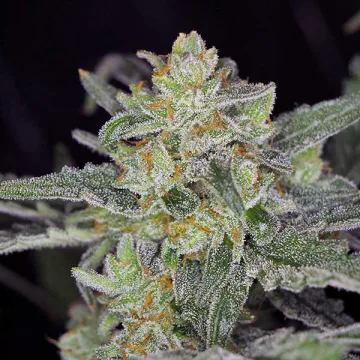 Ultra Lemon Haze – Auto Seeds – autoflowering