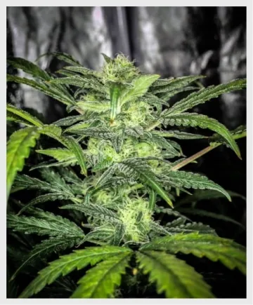 Ultra Lemon Haze – Auto Seeds – autoflowering