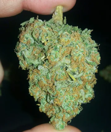 Ultra Lemon Haze – Auto Seeds – autoflowering