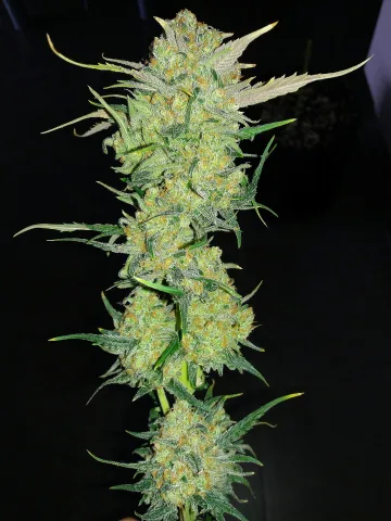 Ultra Lemon Haze – Auto Seeds – autoflowering