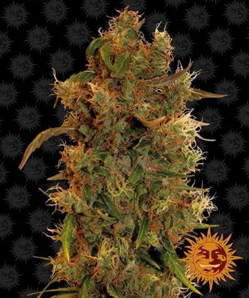 8 Ball Kush – Barneys Farm – feminized