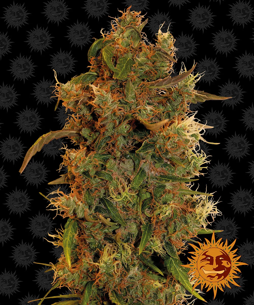 8 Ball Kush – Barneys Farm – Feminized