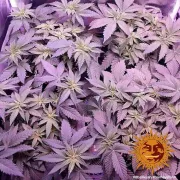 8 Ball Kush – Barneys Farm – Feminized