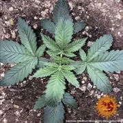 8 Ball Kush – Barneys Farm – Feminized