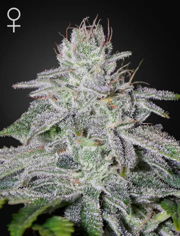 Franco's Lemon Cheese – Greenhouse Seed Co – feminized