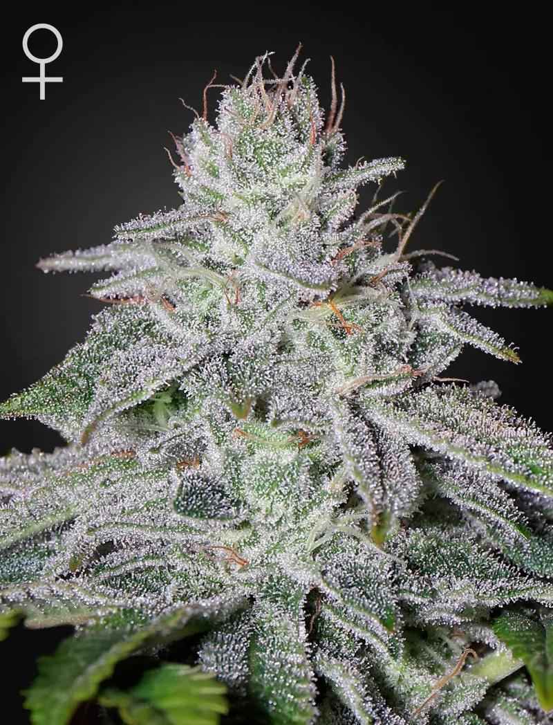 Franco's Lemon Cheese – Greenhouse Seed Co – feminized