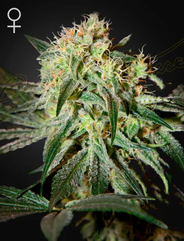 Damn Sour – Greenhouse Seed Co – feminized