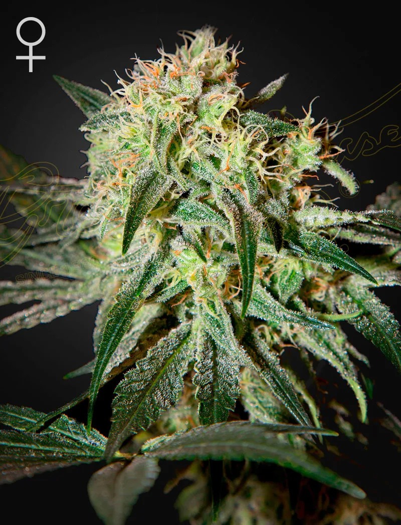 Damn Sour – Greenhouse Seed Co – feminized