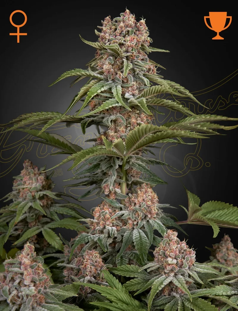 Pure Kush – Greenhouse Seed Co – feminized