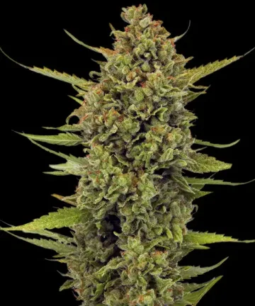 Acapulco Gold – Barneys Farm – feminized