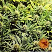 Acapulco Gold – Barneys Farm – Feminized