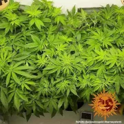 Acapulco Gold – Barneys Farm – Feminized