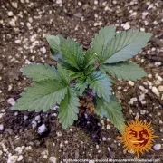Acapulco Gold – Barneys Farm – Feminized