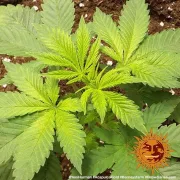 Acapulco Gold – Barneys Farm – Feminized