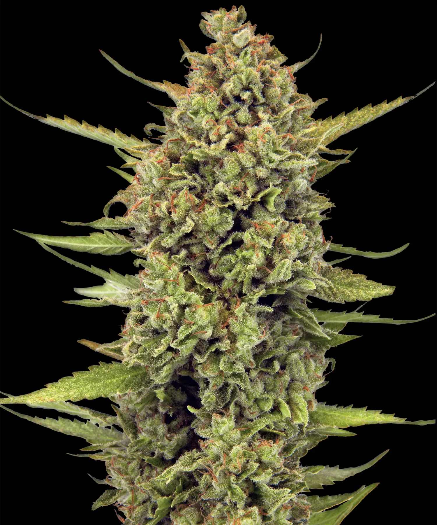 Acapulco Gold – Barneys Farm – Feminized