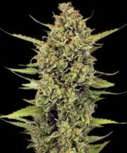 Acapulco Gold – Barneys Farm – Feminized