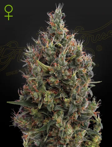 Big Bang Auto – Greenhouse Seed Co – autoflowering