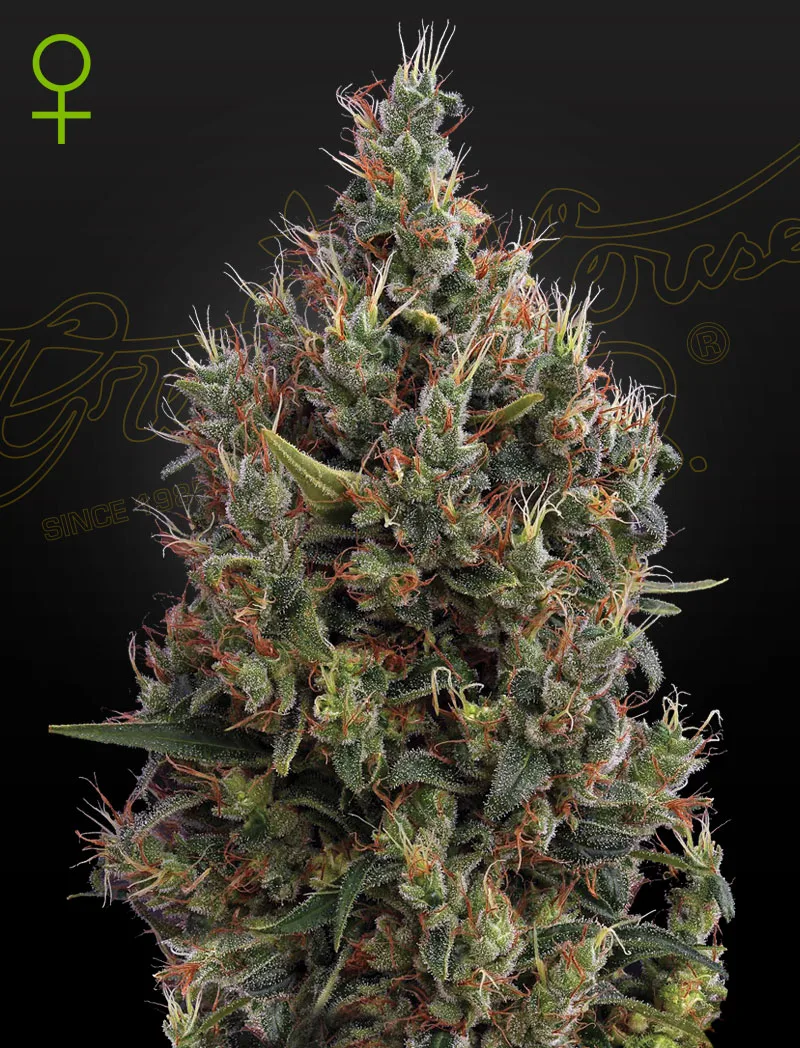 Big Bang Auto – Greenhouse Seed Co – autoflowering