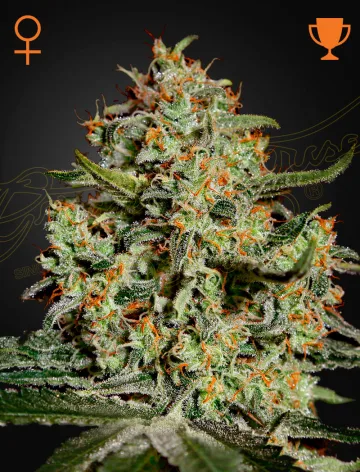 Big Bang – Greenhouse Seed Co – feminized