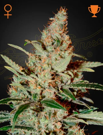 Chemdog – Greenhouse Seed Co – feminized