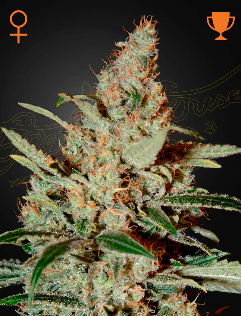 Chemdog – Greenhouse Seed Co – feminized