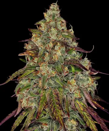 Amnesia Lemon – Barneys Farm – feminized