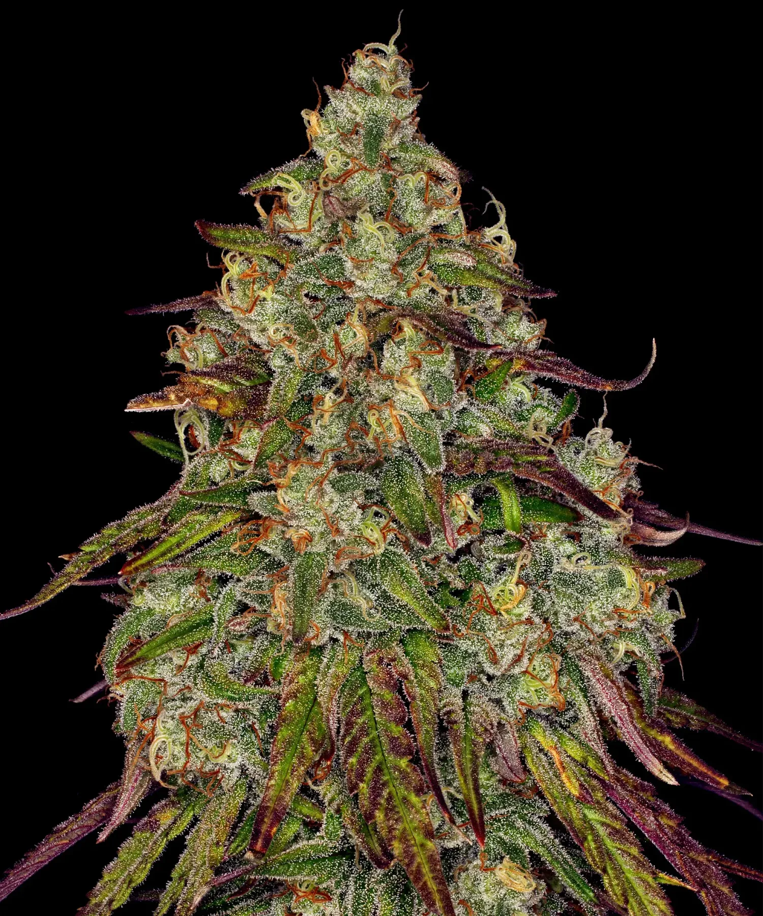 Amnesia Lemon – Barneys Farm – Feminized